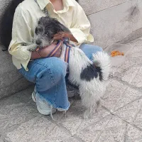 سگ ماده
