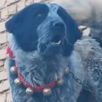 قهدریجانی نره 17 ماهه همچی تمام