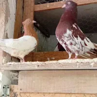 کله سینه