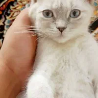 گربه میکس بریتیش سیامی.|گربه|بیرجند, |دیوار