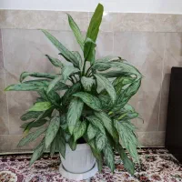 گل طبیعی|گل و گیاه طبیعی|سردشت, |دیوار