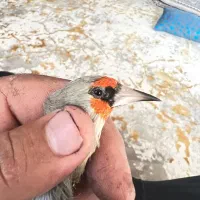 سهره کرمونی و دورگ|پرنده|سیرجان, |دیوار