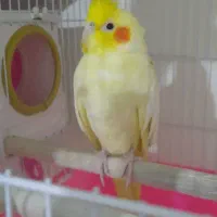 یک جفت عروس هلندی نر و ماده با تخفیف|پرنده|قم, شهرک مهدیه|دیوار