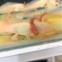 ماهی اکواریوم ماهی خندان|ماهی|تهران, سعیدآباد|دیوار