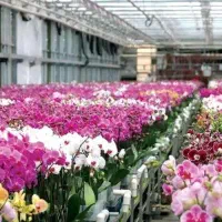 باغبان حرفه‌ای با۲۰سال سابقه درتهران وشهرهای حومه