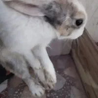 خرگوش ماده هلندی