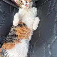 واگذاری گربه