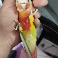 جوجه گرینچیک آناناسی دبل رد