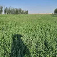 بذر یونجه