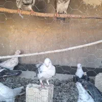 کبوتر کاشانی
