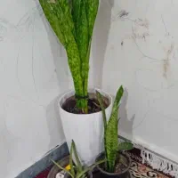 سلام دو عدد گل سانسوریا