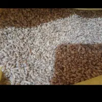 گندم بومی درجه یک