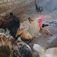 خروس و مرغ محلی