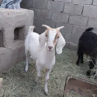 فروش دو بزغاله ماده|حیوانات مزرعه|طبس, |دیوار