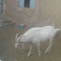 فروش چبش سانن|حیوانات مزرعه|قهستان, |دیوار