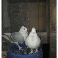 یاورهمیشه مومن|پرنده|ایذه, |دیوار