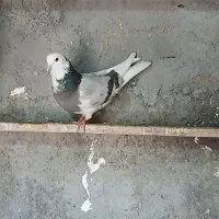 کبوتر|پرنده|کوهدشت, |دیوار