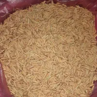 تخم جو زرد دم دانه بلند