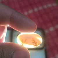 سنگ فوق العاده شجر قائن کلکسیونی تک درخت بسیارزیبا|جواهرات|شیراز, ملاصدرا|دیوار