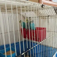مرغ عشق نروماده