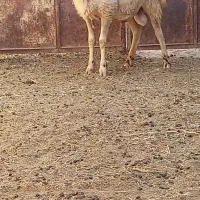 شیشک کله بور  تخمی
