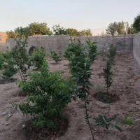 فروش زمین ۷۵۰ متری در آبشار تهران|فروش زمین و ملک کلنگی|تهران, آبشار تهران (دریاچه)|دیوار