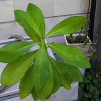گلهای گوناگون گندم، شاخ بزی برگ، بیدی، پاندانوس|گل و گیاه طبیعی|تهران, آبشار|دیوار