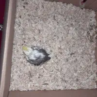 عروس هلندی  دوکت  سرلاکی