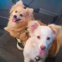 سگ پامر اشپیز