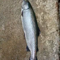 ماهی قزل آلا