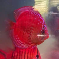 دیسکس گرید بالا|ماهی|مشهد, عبادی|دیوار