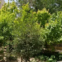 خانه ویلایی ۵۰۰ متری سند تک برگ|فروش خانه و ویلا|اصفهان, ارداجی|دیوار