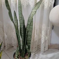 فروش گل آپارتمانی
