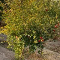 فروش باغ ۵۰۰ متری دارای درخت قهجاورستان|فروش خانه و ویلا|اصفهان, قهجاورستان|دیوار