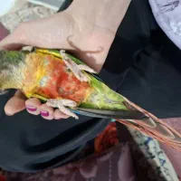 گرینچیک فوق دستی