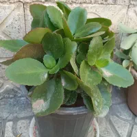 گلهای شاداب|گل و گیاه طبیعی|مرند, |دیوار