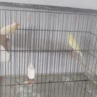 قناری سهره فنچ گلدین