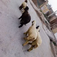 هفتبه میان اب  روستای سید خلف