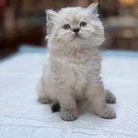 جوجه بریتیش|گربه|تهران,  امام زاده قاسم (نیاوران)|دیوار