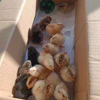 جوجه گلپایگان یک روزه بدون تلفات تضمینی|حیوانات مزرعه|ماسال, |دیوار