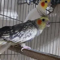 یک جفت عروس هلندی رام  درجه یک