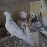 ۳ تا کفتر عطیقه