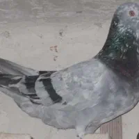 گمشده سارسبز یک چشمش کوره