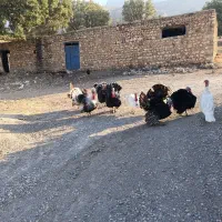 تعداد ۳۵ عدد بوقلمون نر و ماده از بهترین نژاد|حیوانات مزرعه|پاتاوه, |دیوار