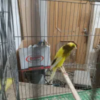 قناری|پرنده|خمینی‌شهر, |دیوار