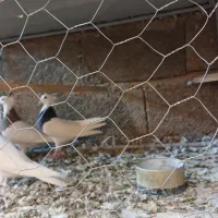 طوقی ماده‌ونر|پرنده|شباب, |دیوار