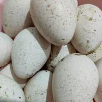 تخم بوقلمون نطفه دار