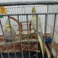 یک جفت عروس هلندی کنجدی|پرنده|آمل, |دیوار