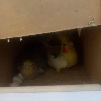 عروس هلندی وکوتوله بریزیلی|پرنده|آزادشهر, |دیوار