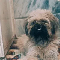 سگ شیتزو ماده|سگ|گلبهار, شهر جدید گلبهار|دیوار